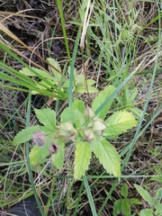 Comarum palustre