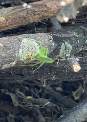 Microcentrum retinerve