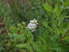 Spiraea alba