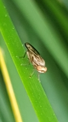 Opomyza