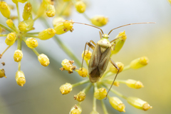 Adelphocoris quadripunctatus