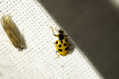 Hippodamia tredecimpunctata