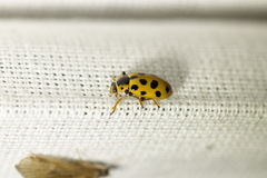 Hippodamia tredecimpunctata