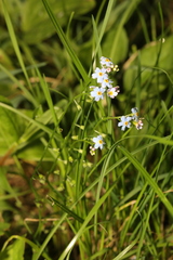 Myosotis scorpioides