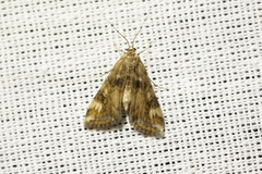 Cataclysta lemnata