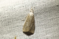 Calamotropha paludella