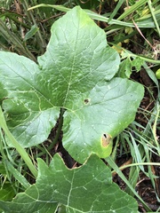 Cucurbita