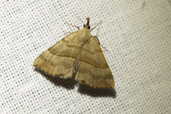 Hypena proboscidalis