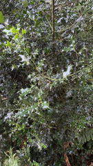 Ilex aquifolium