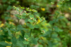 Euphorbia tauricola