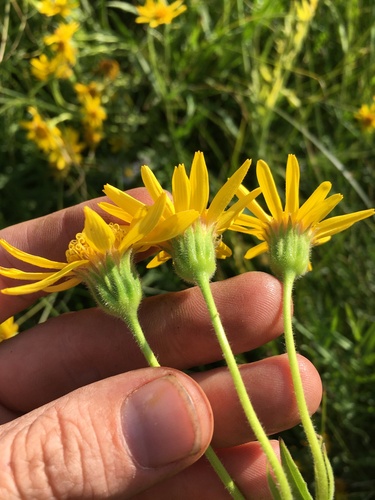 Arnica lanceolata, photograph 5