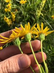 Arnica lanceolata prima