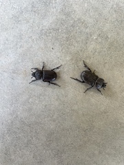 Hemiphileurus illatus