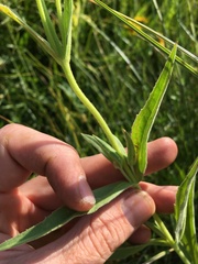 Arnica lanceolata prima