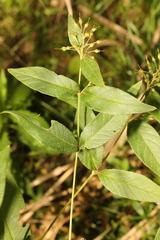 Lysimachia vulgaris