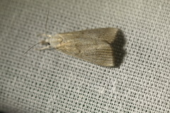 Calamotropha paludella