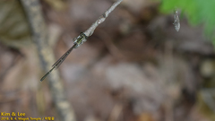Platycnemis phyllopoda
