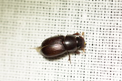 Acrossus rufipes