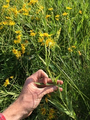 Arnica lanceolata prima