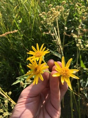 Arnica lanceolata prima