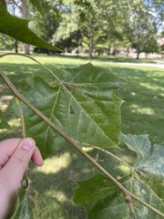 Platanus occidentalis