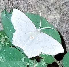Chloropteryx tepperaria