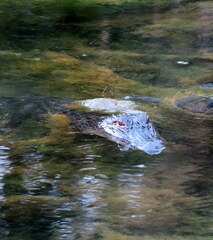 Alligator mississippiensis