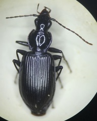 Platyninae