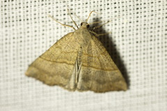 Hypena