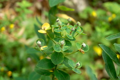 Euphorbia tauricola