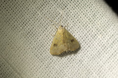 Rivula sericealis