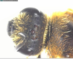 Halictus