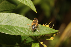 Eristalis pertinax