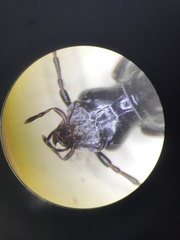 Platyninae