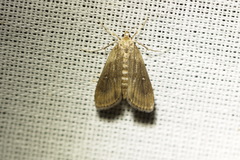 Parapoynx stratiotata