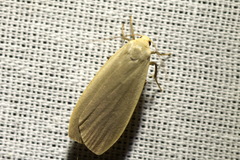 Eilema griseola