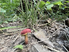 Hortiboletus