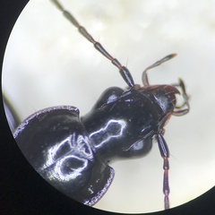 Platyninae
