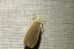 Eilema griseola