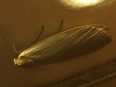 Eilema