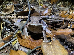 Bufo gargarizans