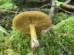 Suillus tomentosus