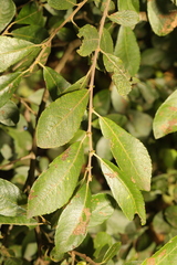 Salix atrocinerea