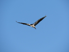Ardea herodias herodias