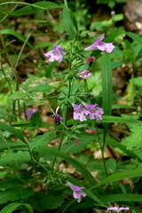 Clinopodium grandiflorum