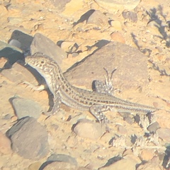 Acanthodactylus erythrurus