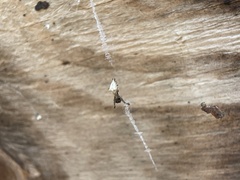 Uloborus