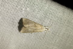 Calamotropha paludella