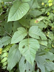 Toxicodendron rydbergii