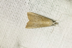 Calamotropha paludella